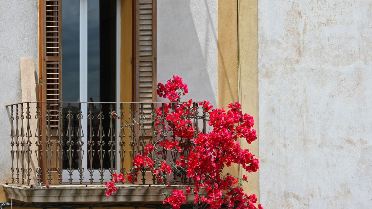 red Bougainvillea on balcony