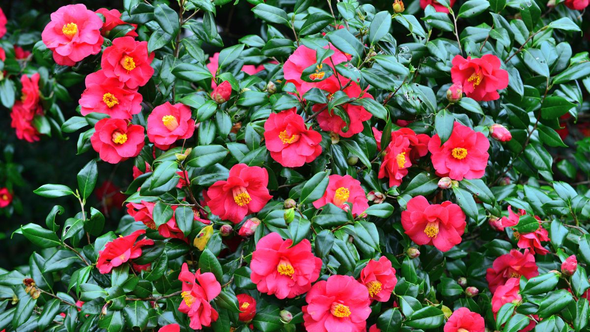 red Camellia on balcony