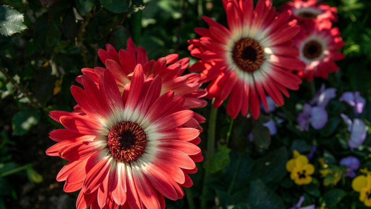 red Gerbera Daisies on balcony