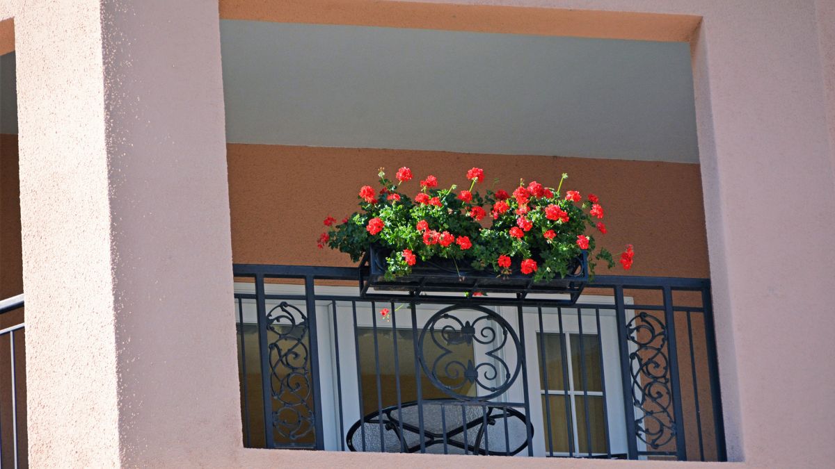 roses in balcony