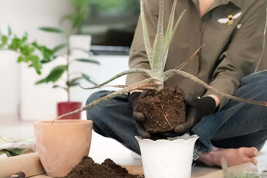 Container Gardening Mistakes to know