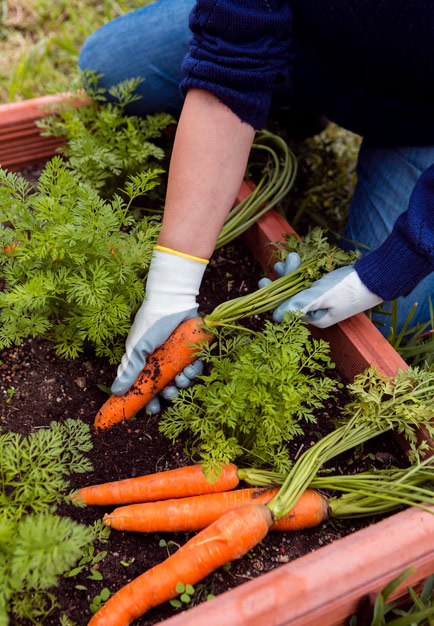 Feed Your Plants Nutritionally