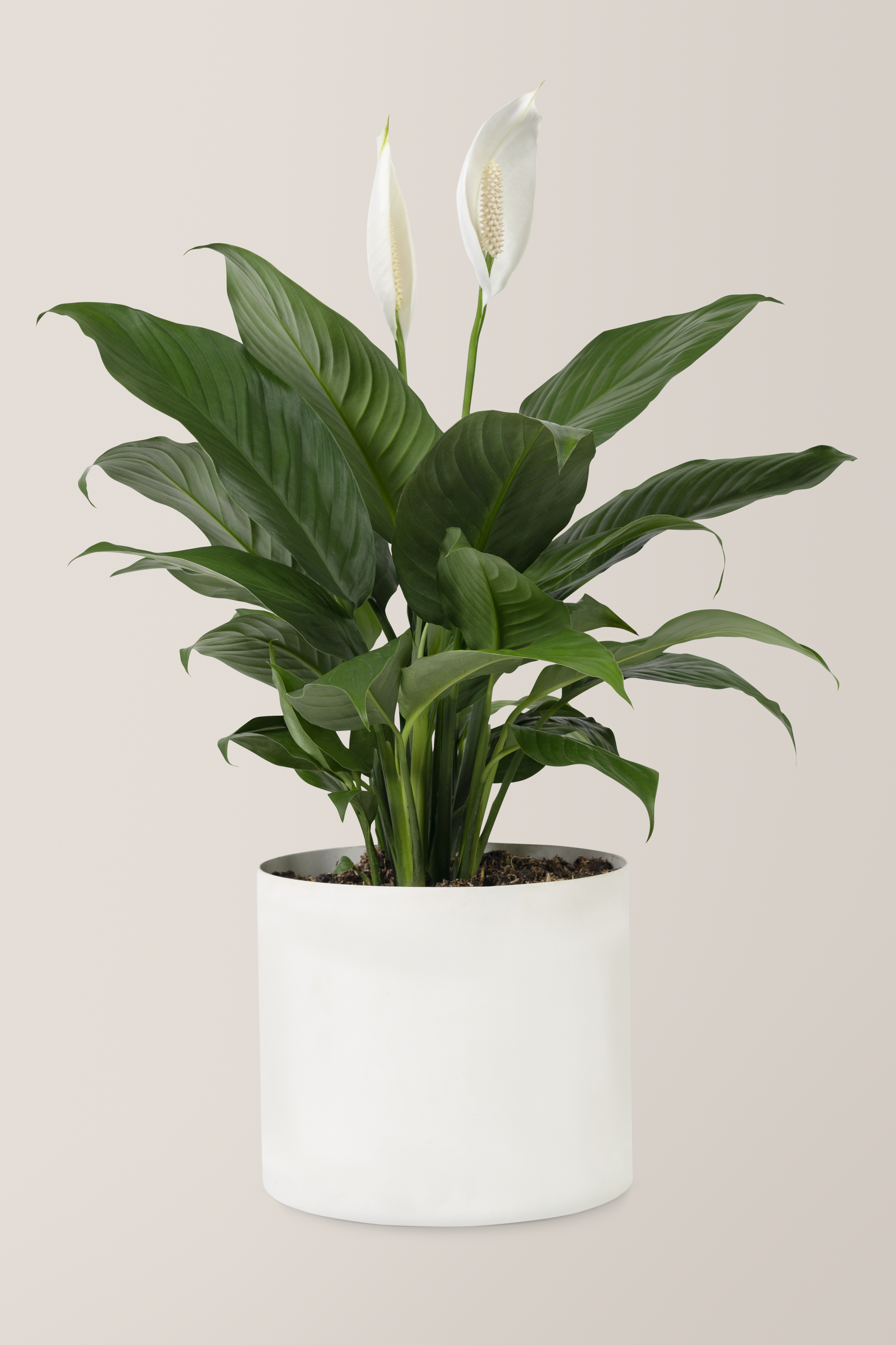 peace-lily-plant-white-pot (1)