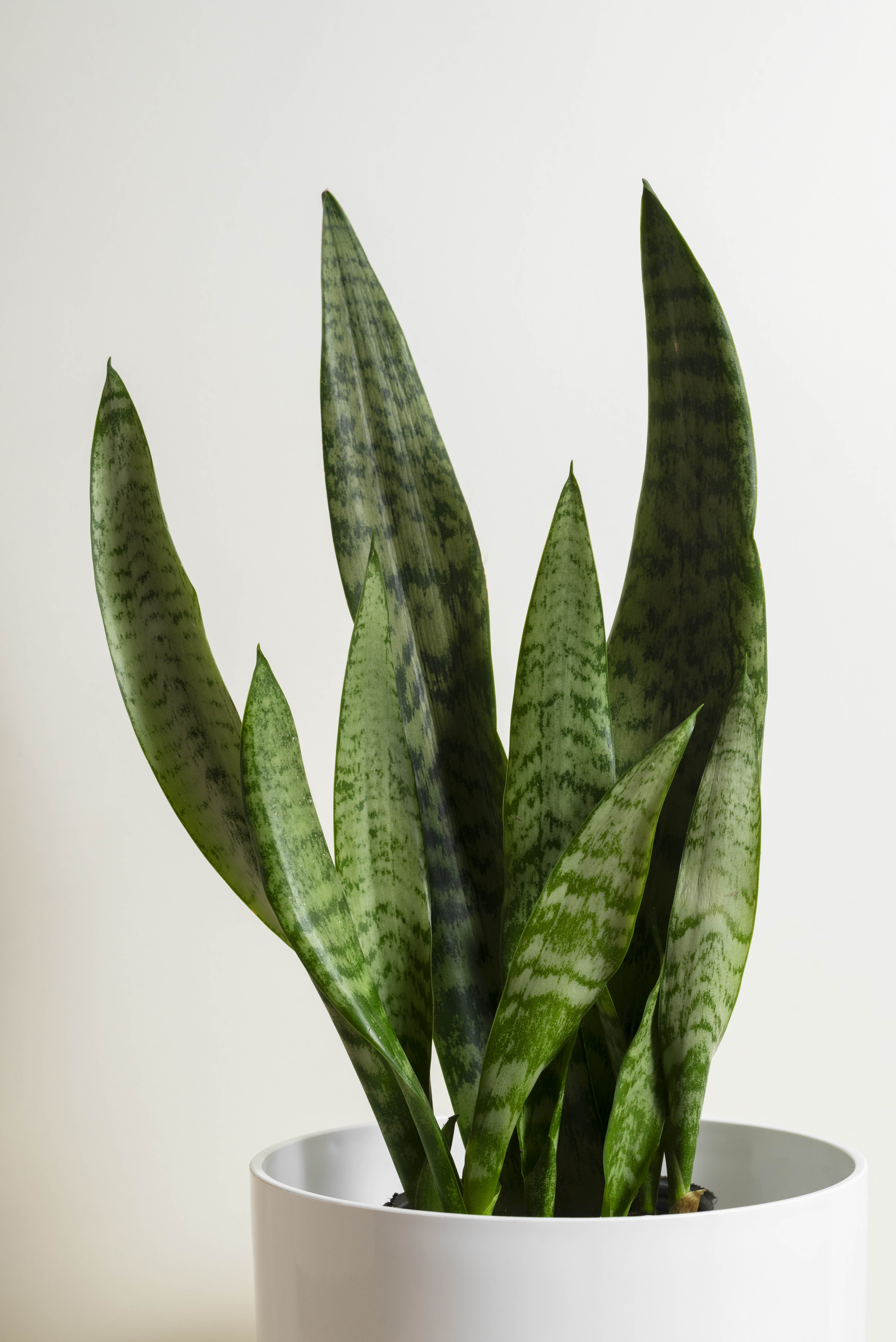 still-life-with-indoor-plants