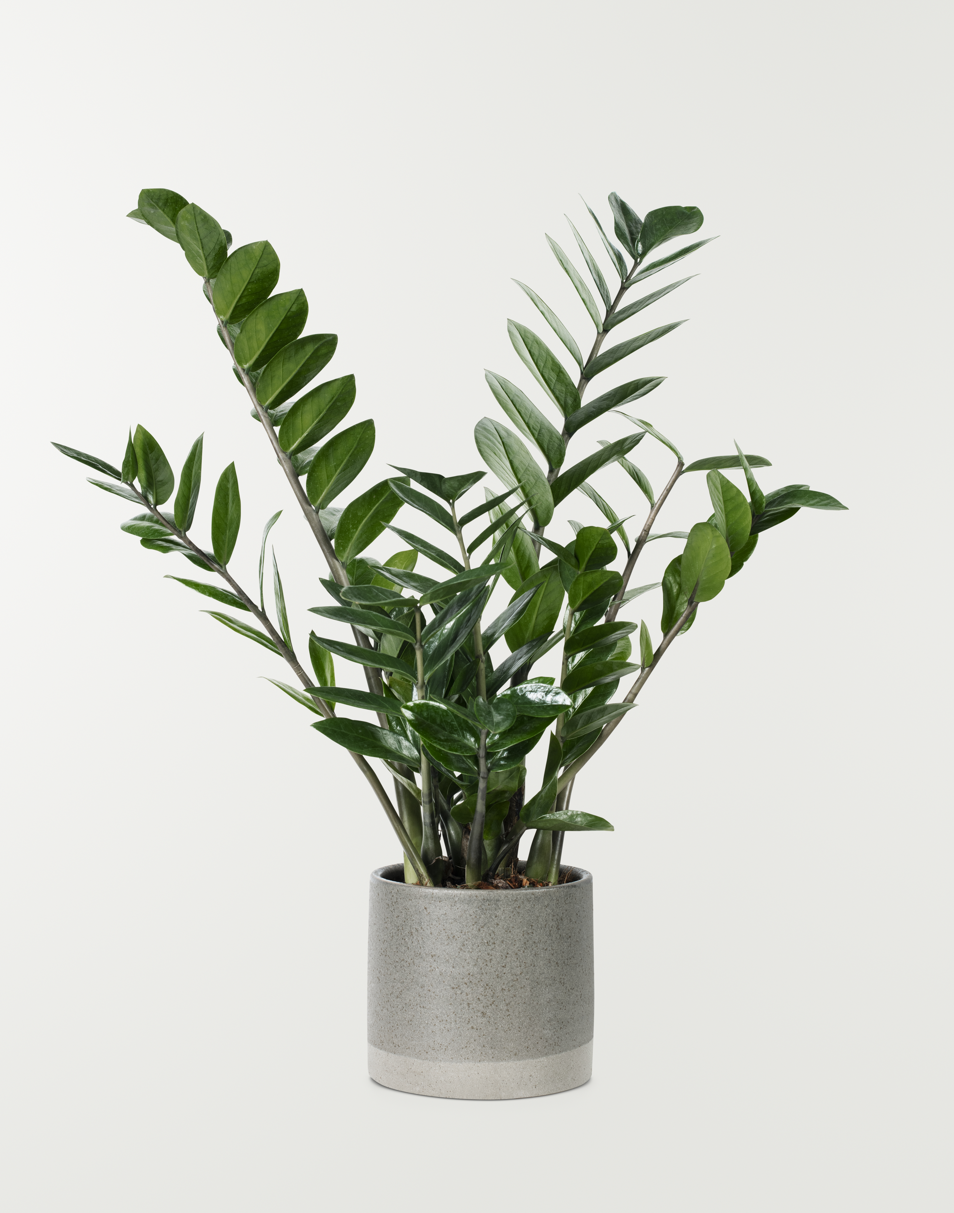 zz-plant-gray-pot