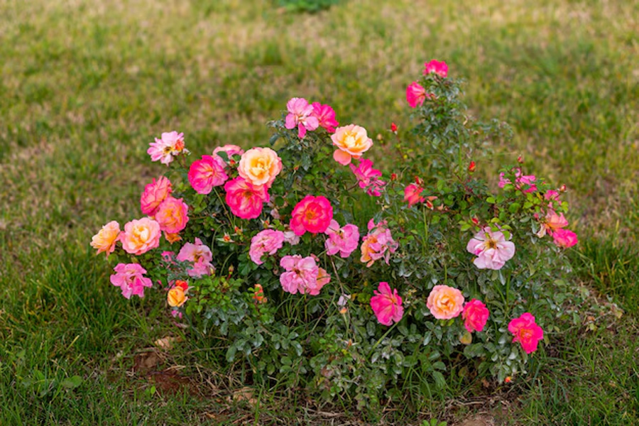 how to grow different colour roses in garden