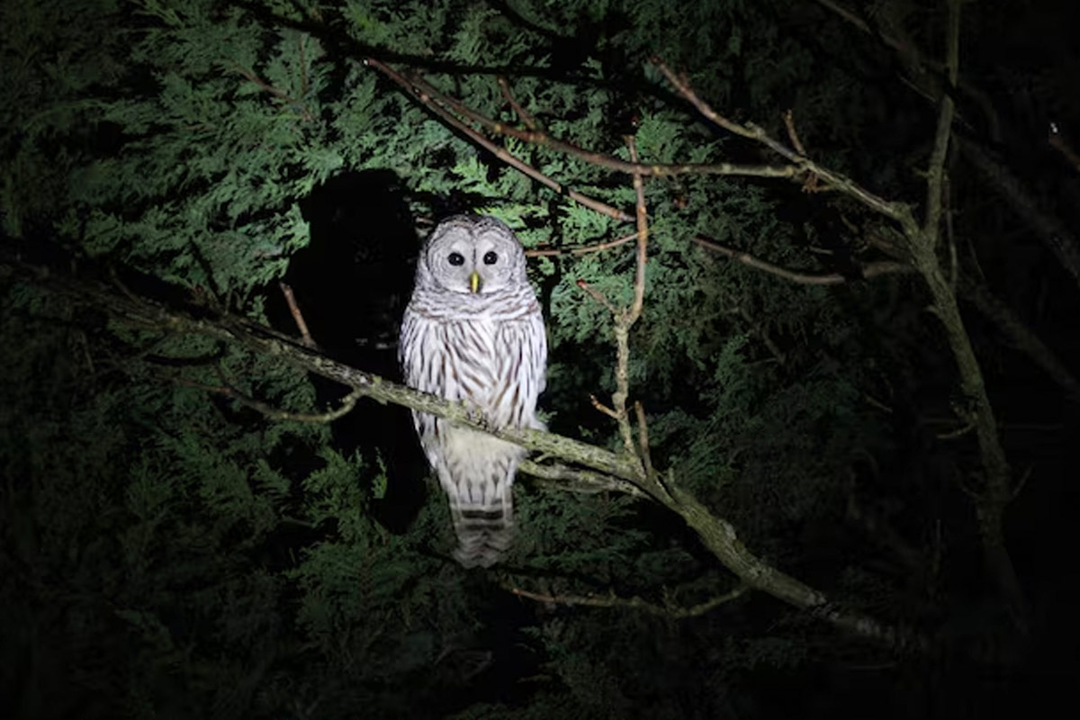 What Does It Mean To See White Owl At Night, As Per Astrology