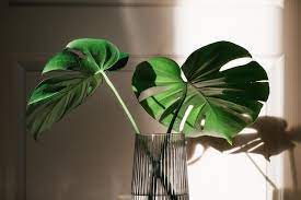 monstera