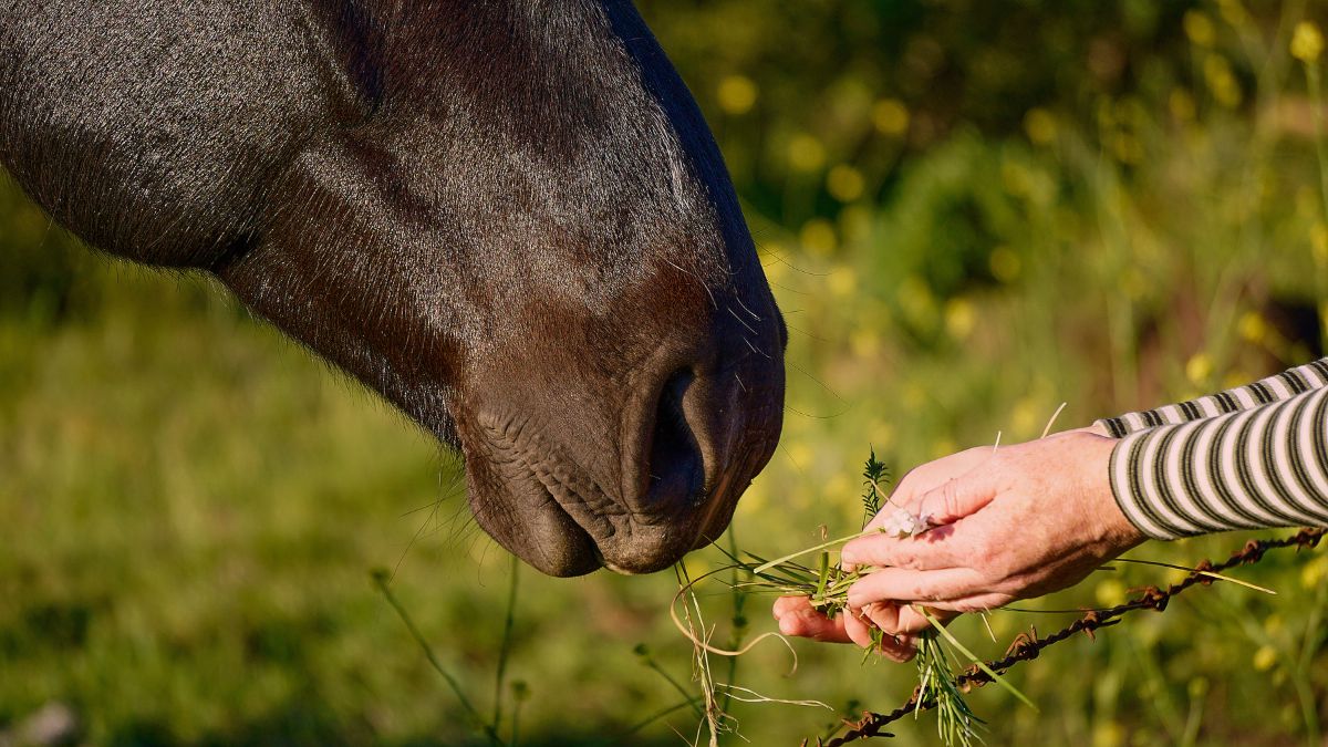 Astrological Power of Feeding Animals