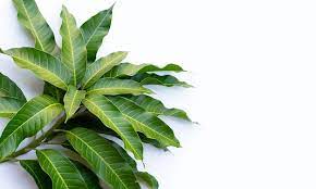 mango leaf
