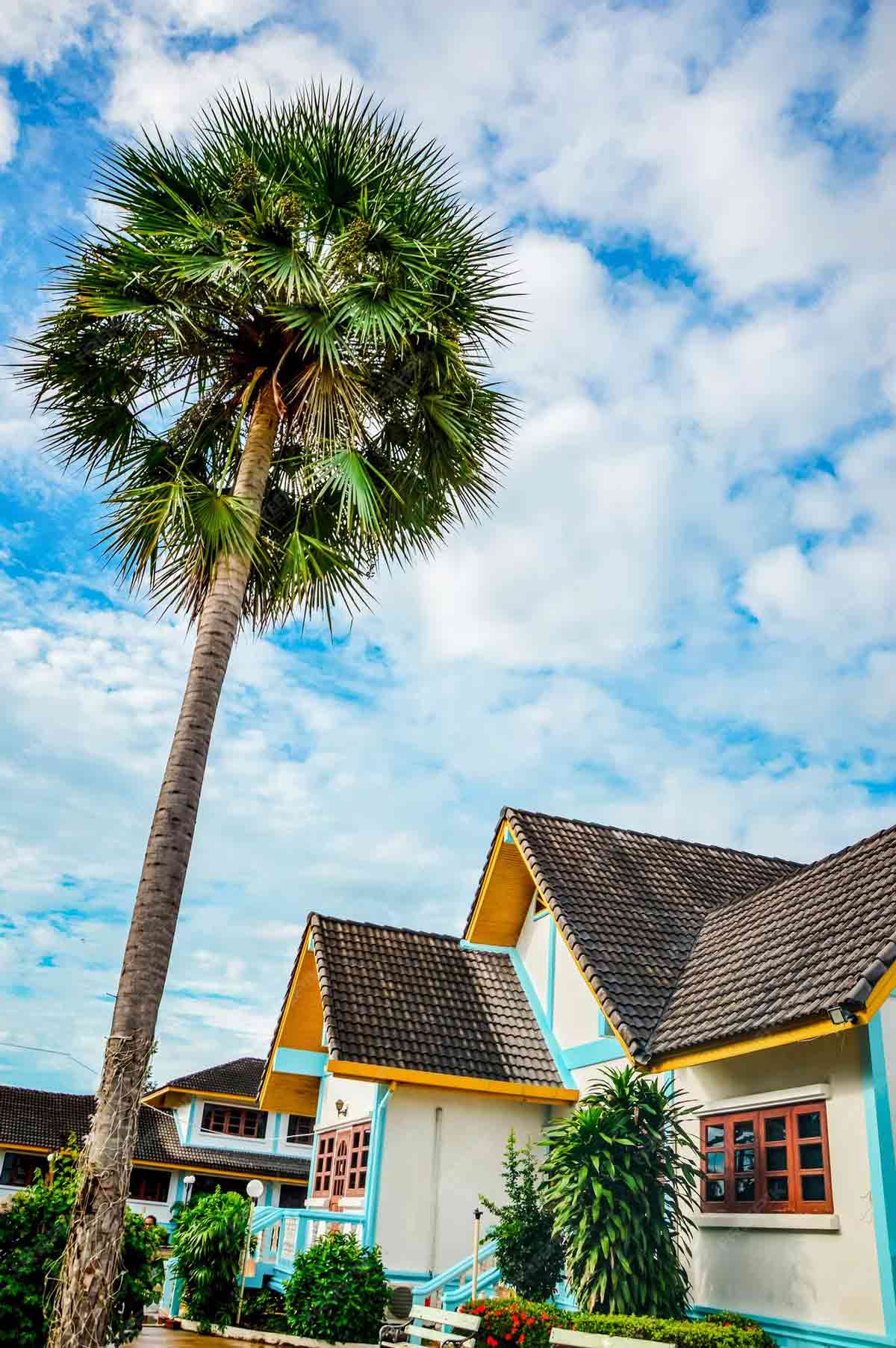 Vastu Tips For Palm Tree In House