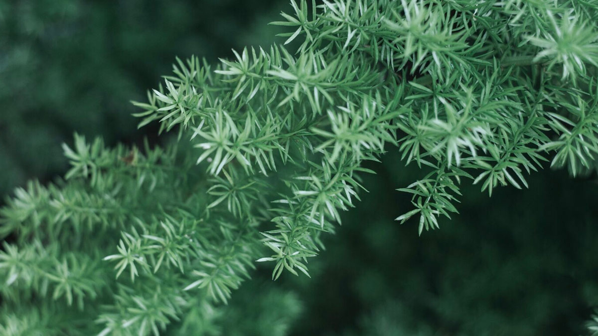 how to grow rosemary (2)