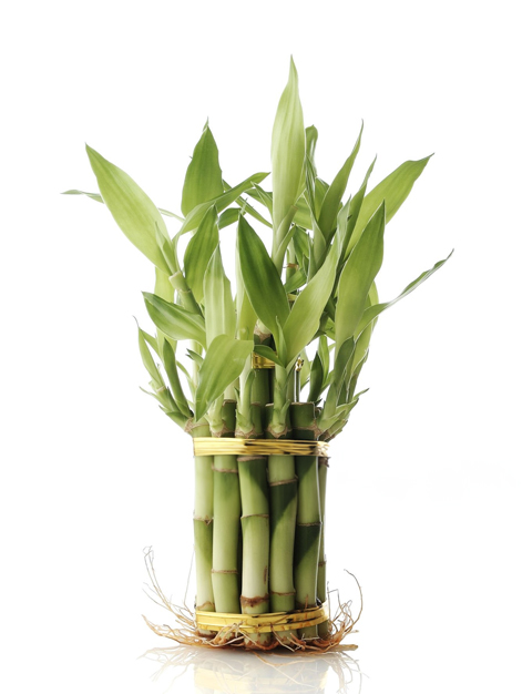 Vastu Tips For Bamboo Plant