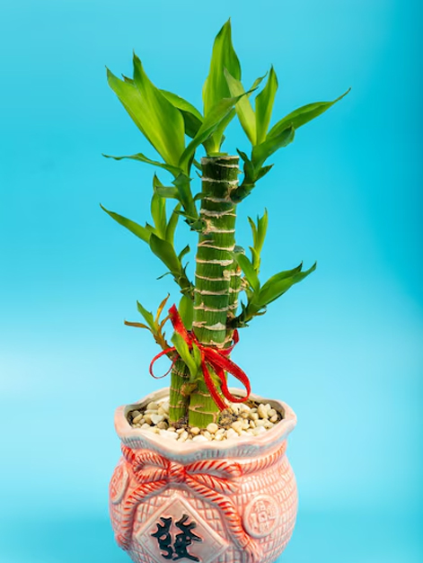 Vastu Tips For Bamboo Plant At Home
