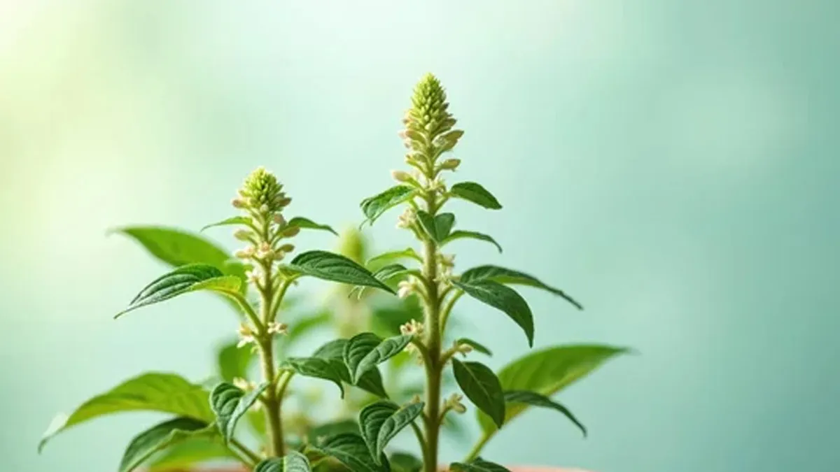  how to grow tulsi from dried seeds 