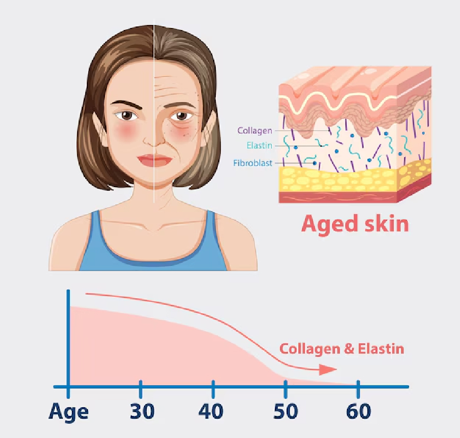 collagen myths and facts