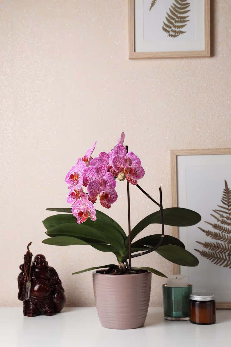 single orchid pot