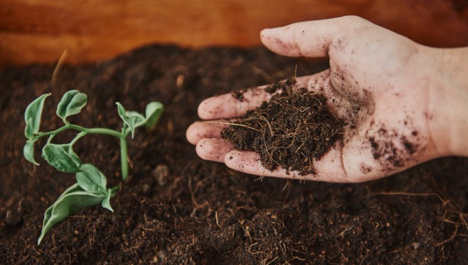 banana peel for soil enrichment