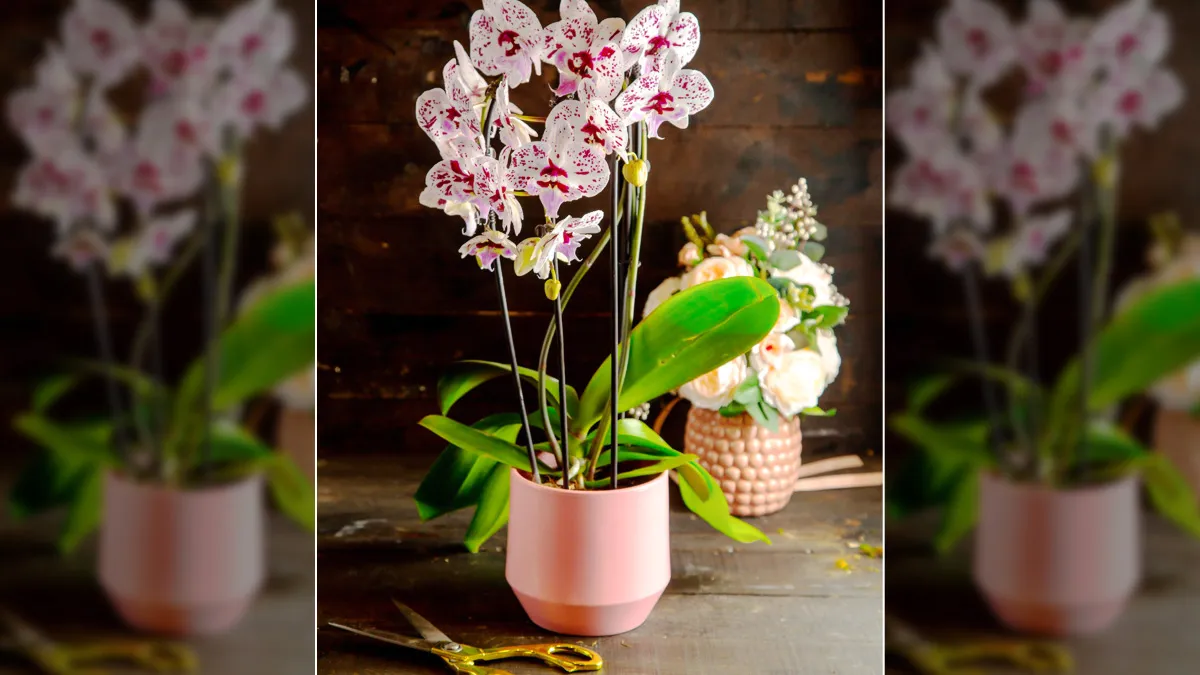 How to Grow Orchids Indoors: Tips for Blooming Year-Round