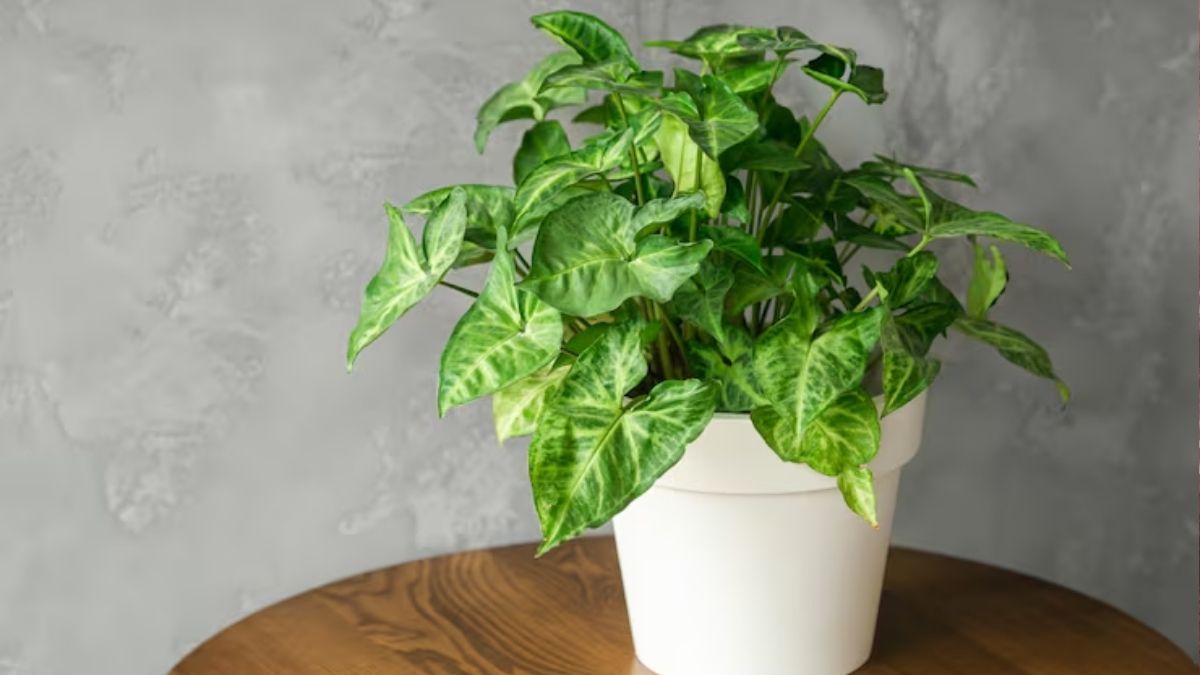 Money Plant Décor Ideas: How to Style in Living Room & Balcony