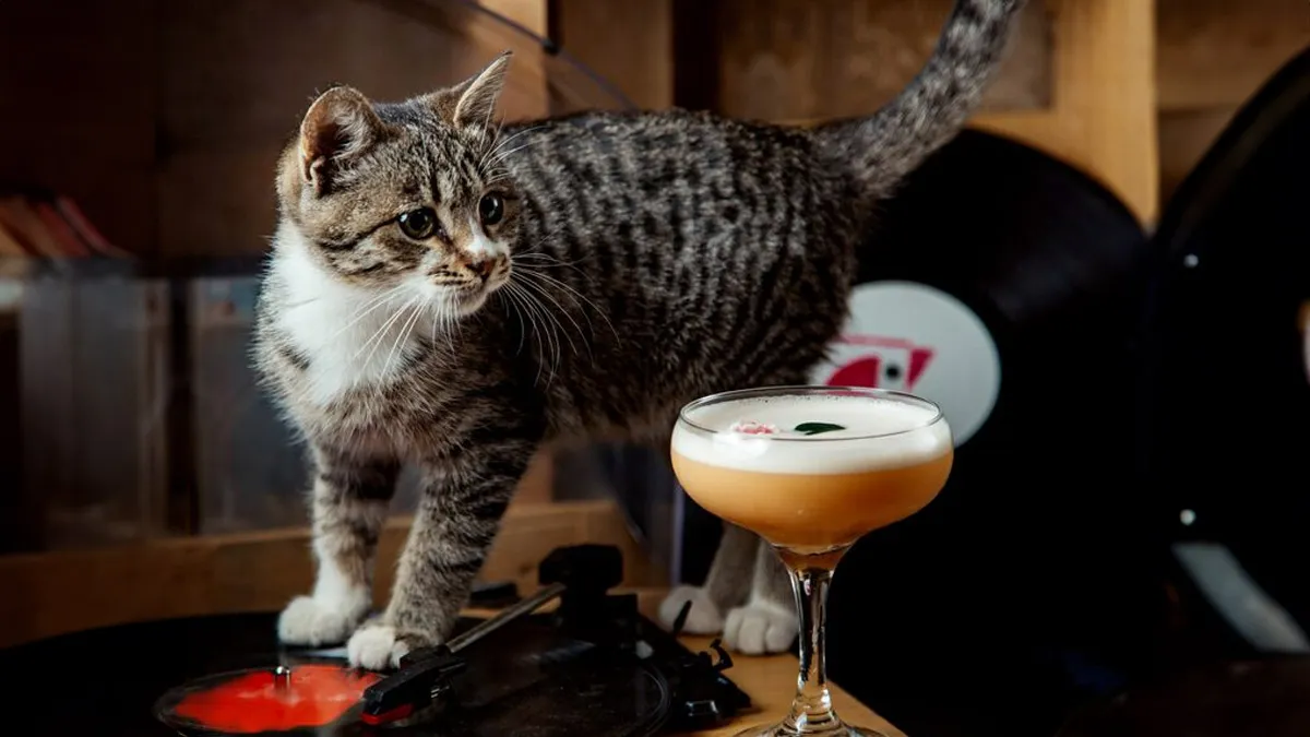 pet friendly cafes in delhi ncr 