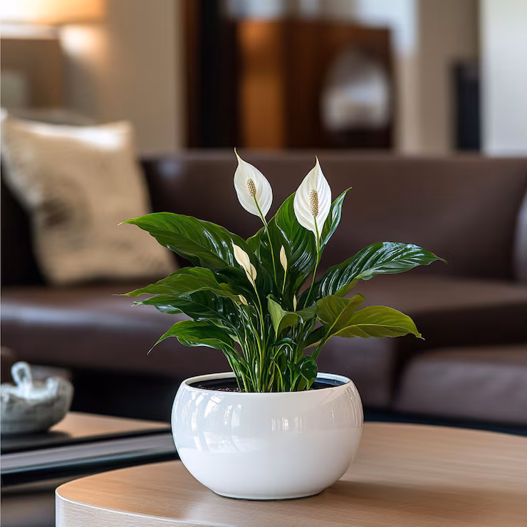 Peace Lily As A Centre Table
