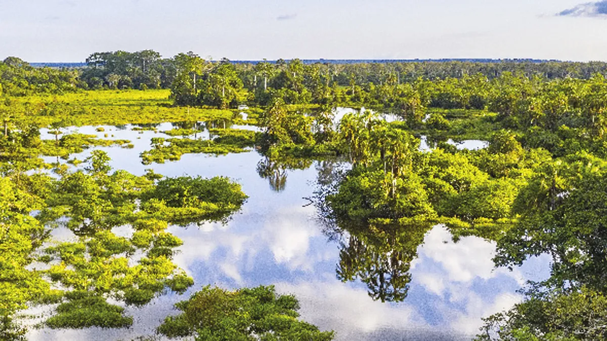 Rainforests Around The World Worth Exploring