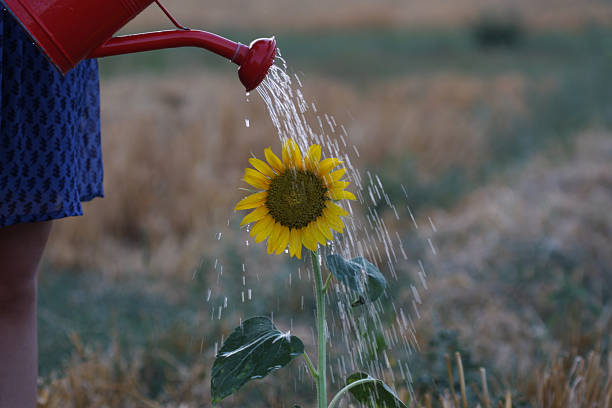 Sunflowers watering in winters