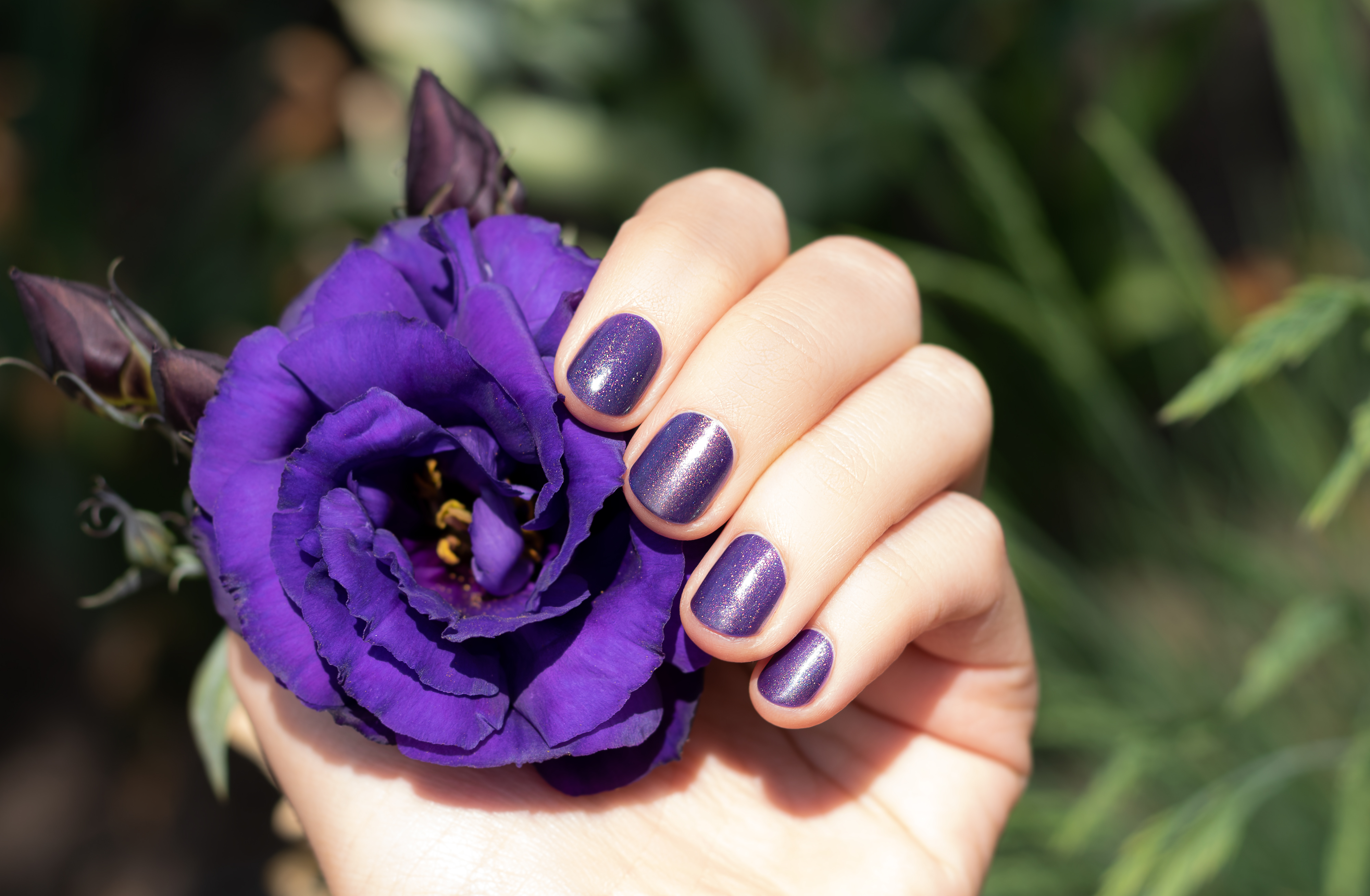 purple-nail-design-female-hand-with-purple-manicure-holding-eustoma-flower