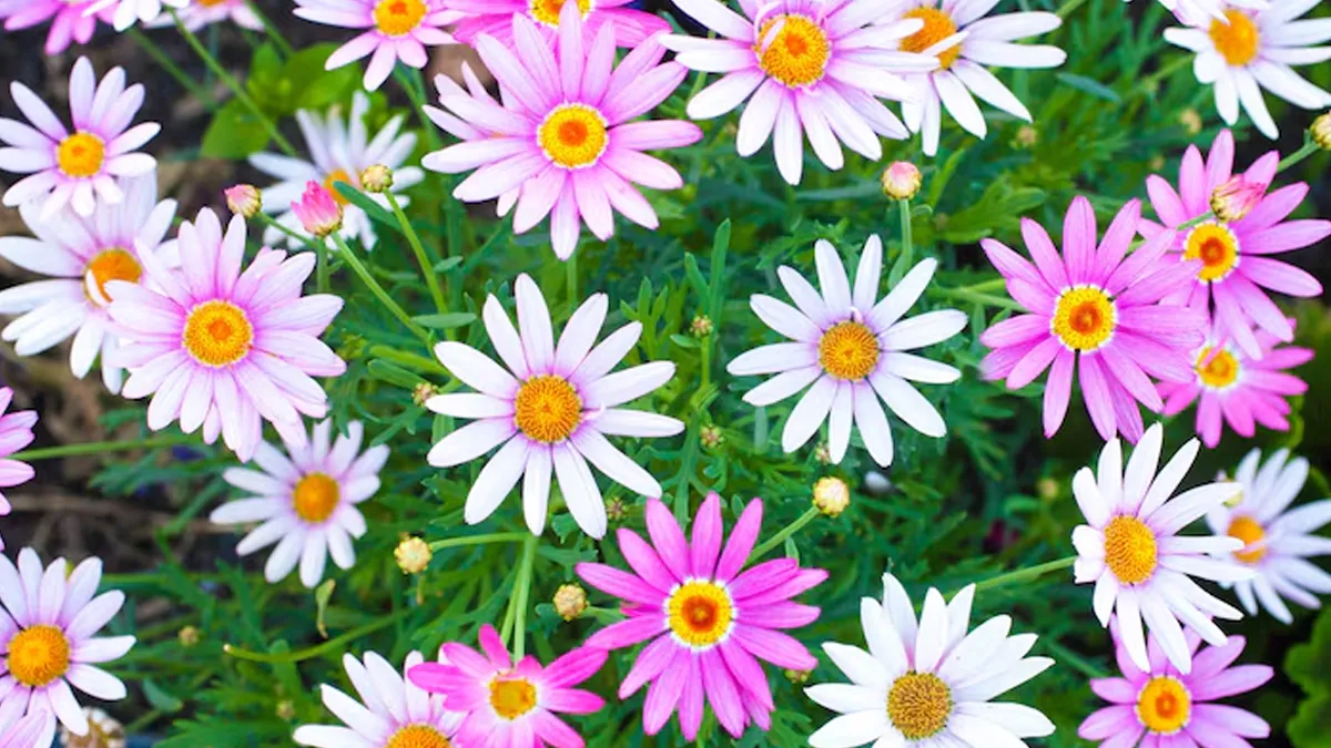 Daisy Winter Care Tips