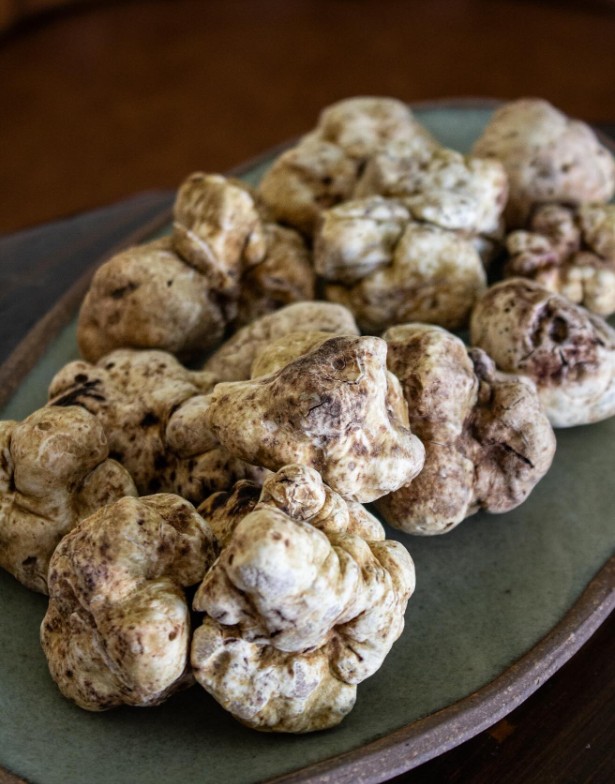 White Alba Truffles