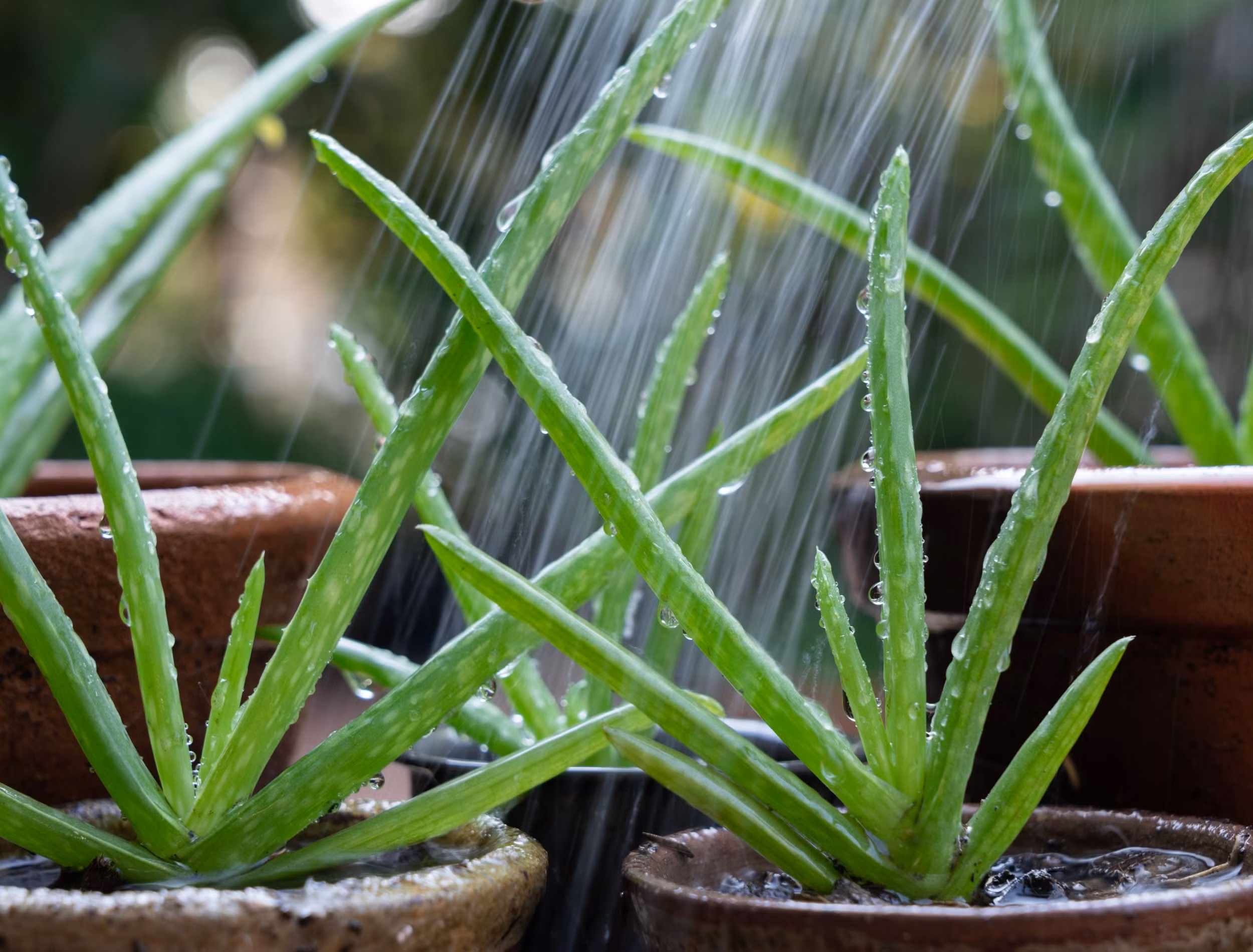 Aloe Vera watering