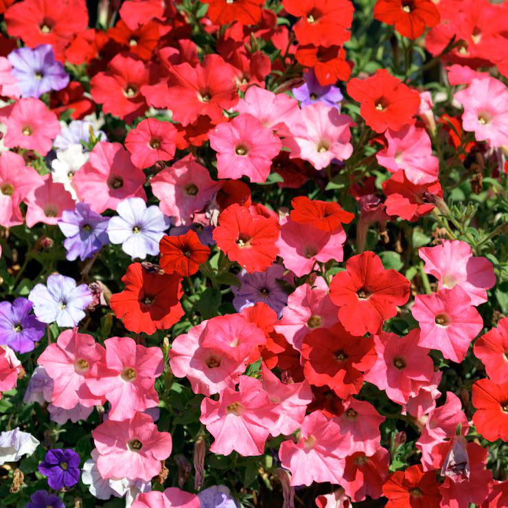 Petunia Flowers