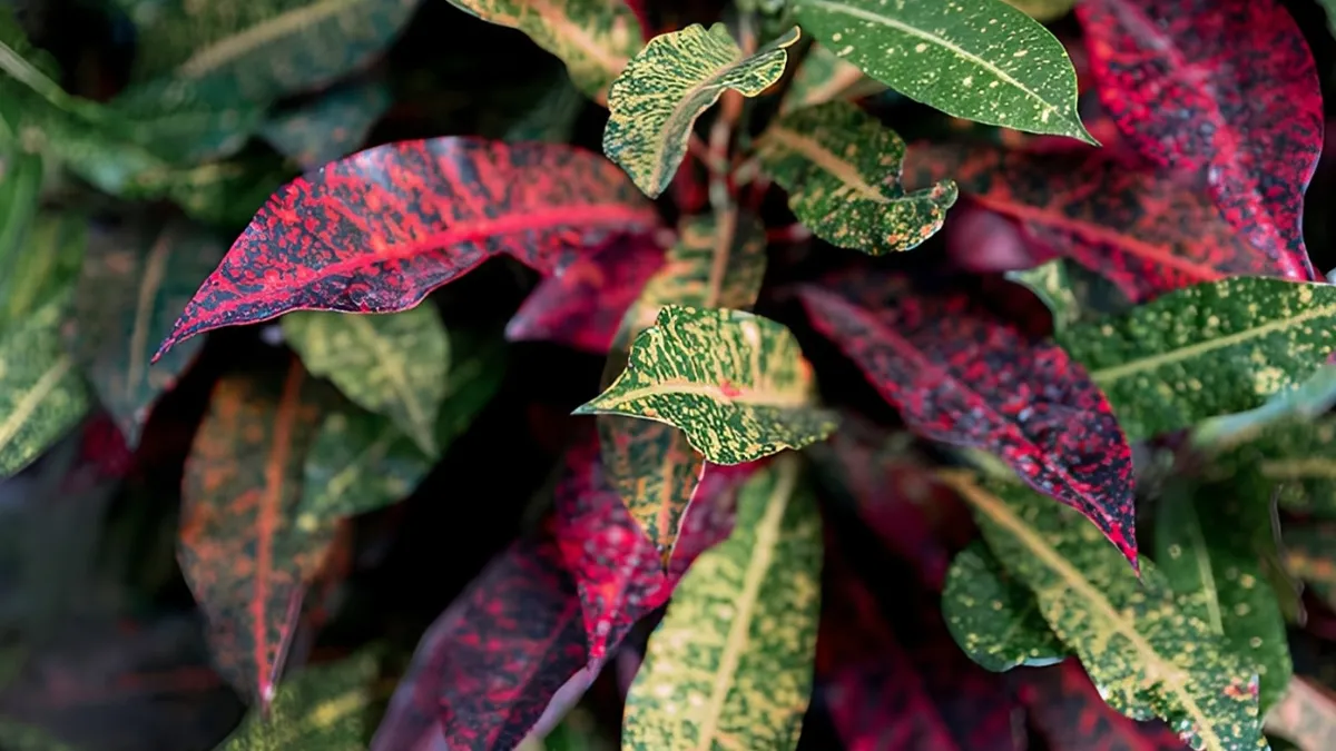 6 Plants That Change Colour With Sunlight