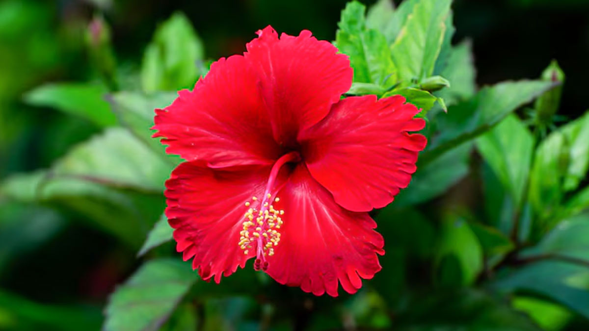 Top 5 Vastu Plants for Luck, Wealth and Positive Energy