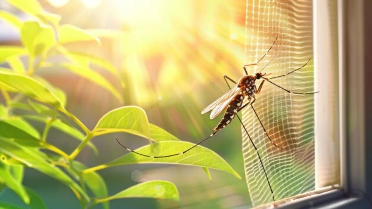 Natural Ways To Repel Mosquitoes From Your Balconies And Gardens