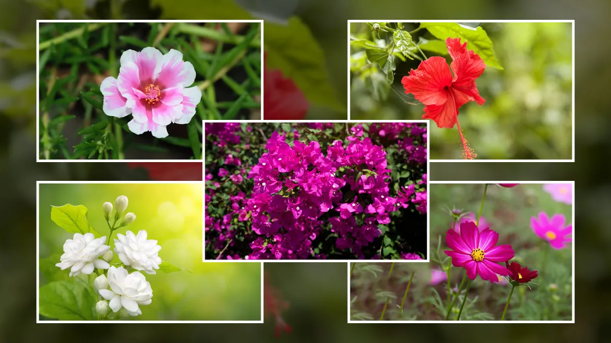 Top 5 Heat-Resistant Plants for a Blooming Indian Summer Garden