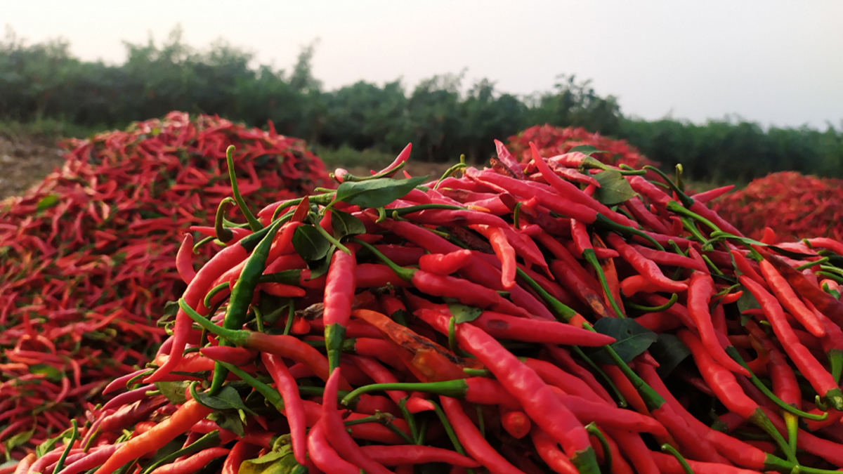 Why Is Andhra Pradesh's Guntur Known As The Chilli Capital Of India: Interesting Facts, History, And More