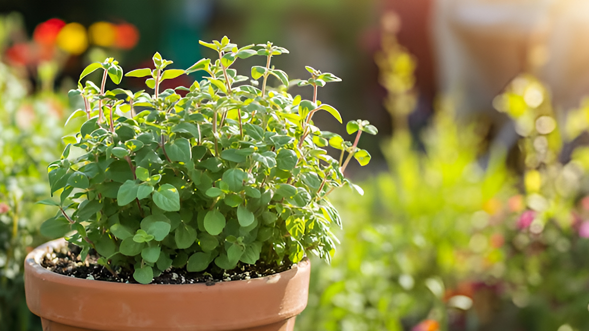 How To Grow Oregano in Pots on Your Balcony Garden