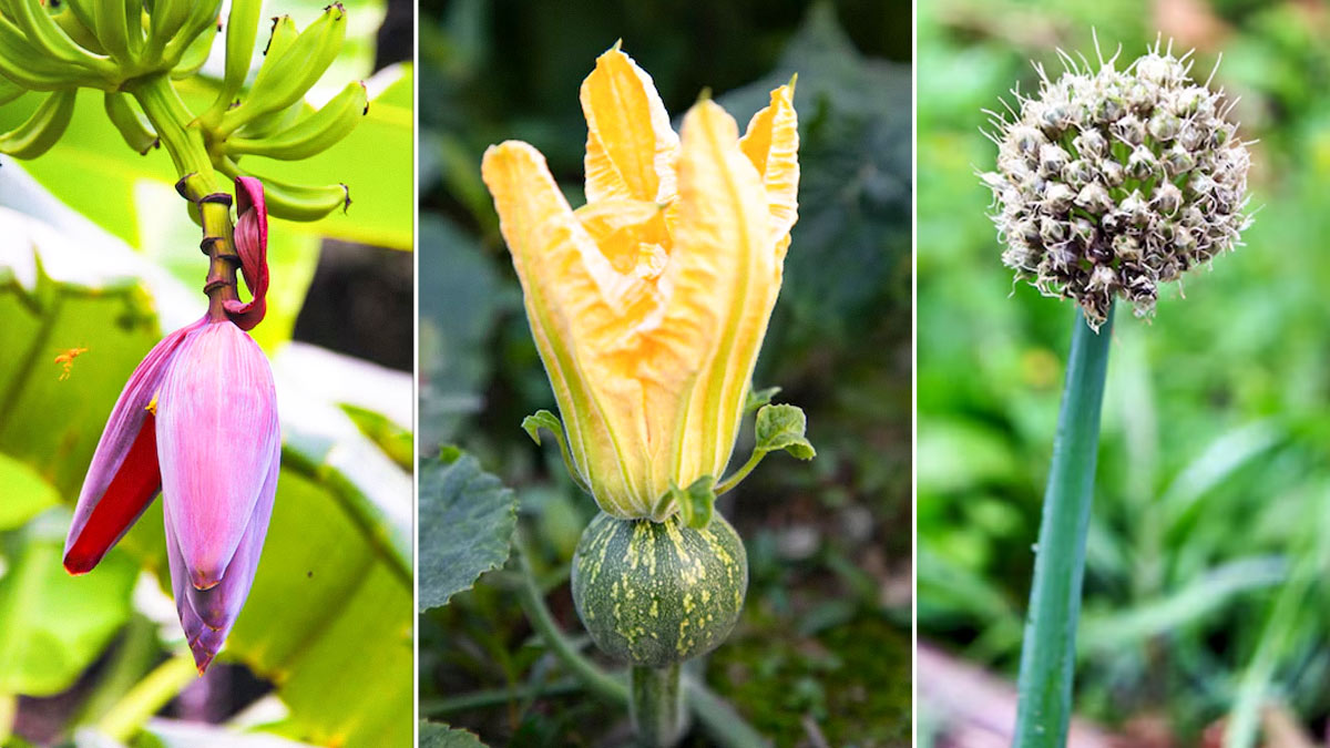 6 Traditional Indian Vegetable Flowers That Are Healthy And Taste Surprisingly Delicious