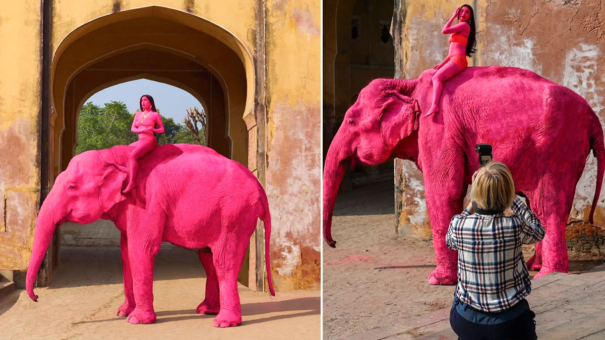 Jaipur's Pink Elephant Dies After Viral Photoshoot, Sparks Concern For Animal Safety