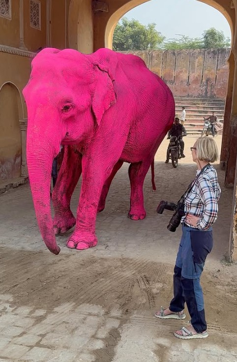 Jaipur's Pink Elephant Shoot 
