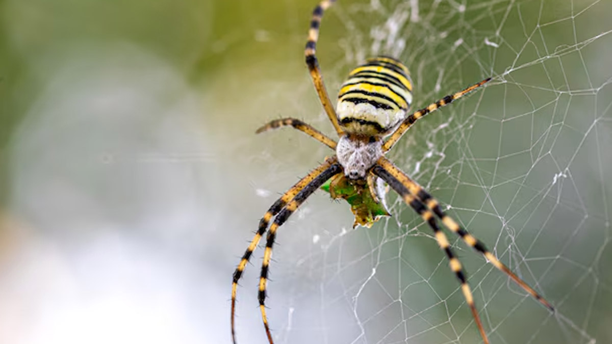 5 Plants That Help Keep Spiders Out Of Your House