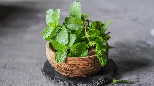 Mint (Pudina) Leaves For Summer: 5 Cooling Benefits You Should Know