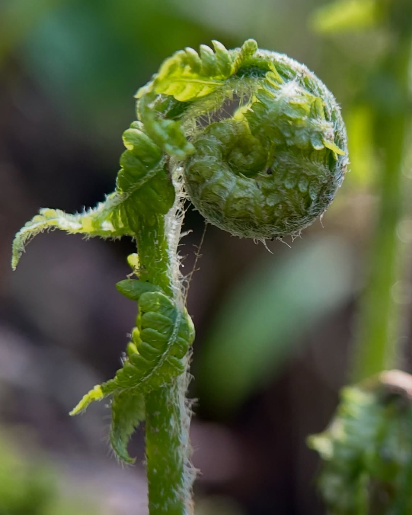 What Is Fiddlehead Fern? 5 Amazing Benefits Of This Seasonal Superfood
