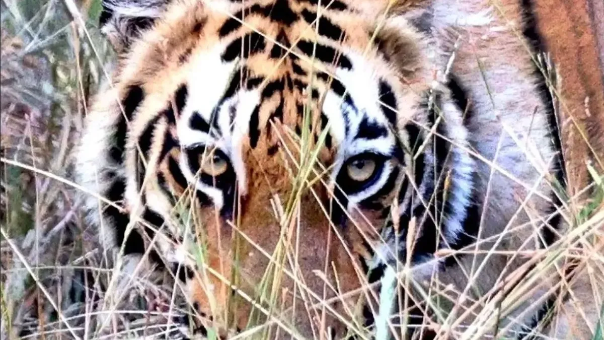 Best Tiger Safaris In India For Summer 2026