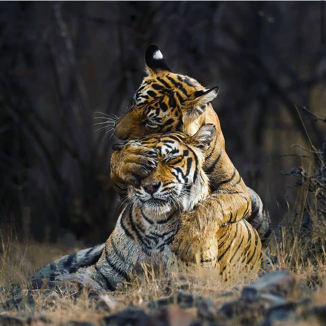 Bandhavgarh National Park (Madhya Pradesh)