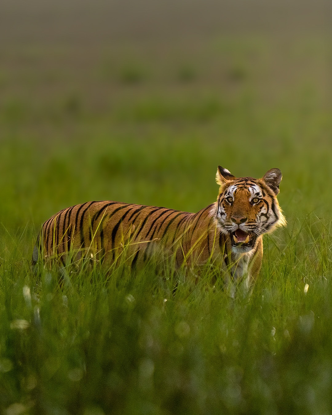 Jim Corbett National Park (Uttarakhand)
