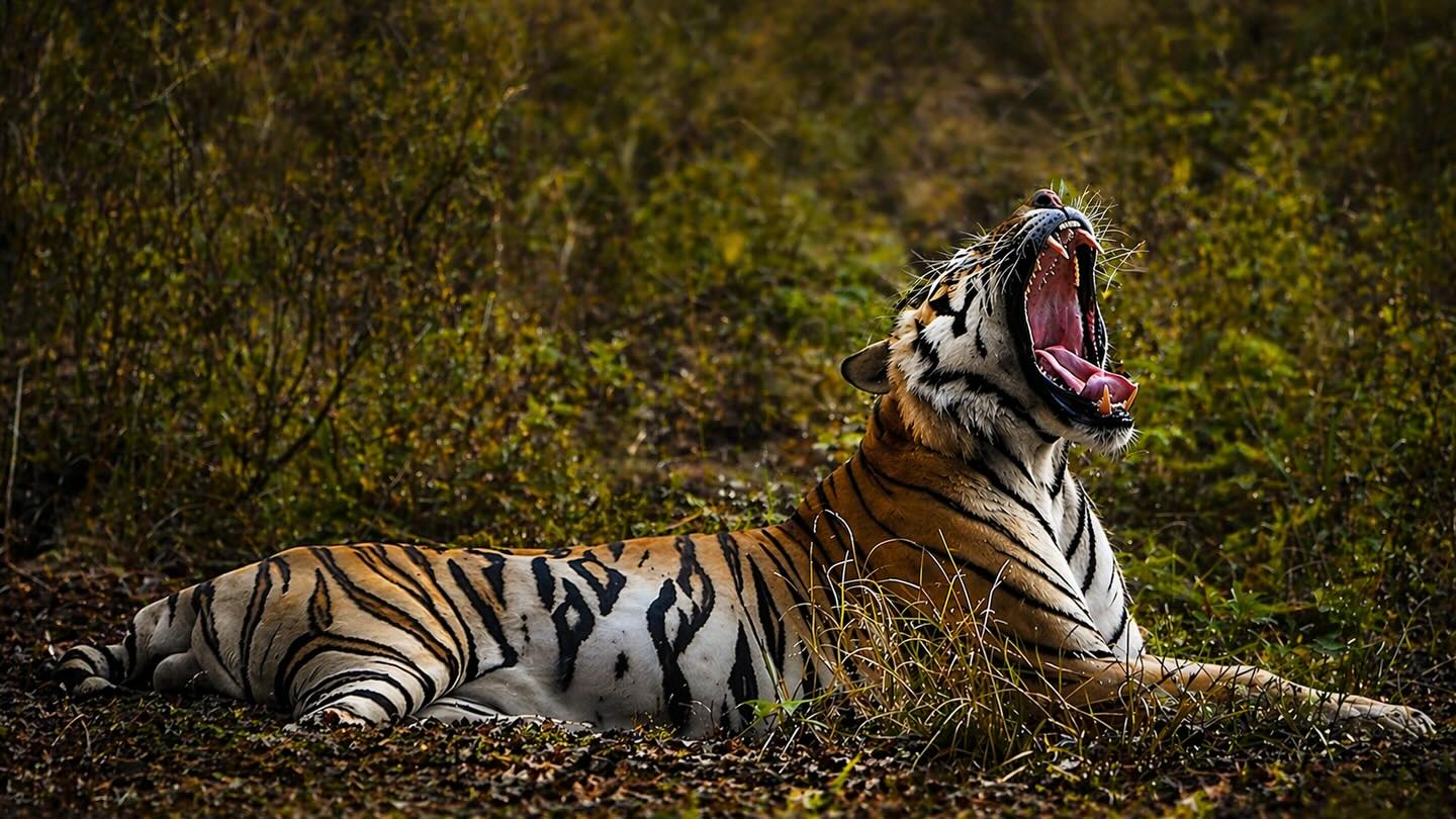 Kanha National Park (Madhya Pradesh)