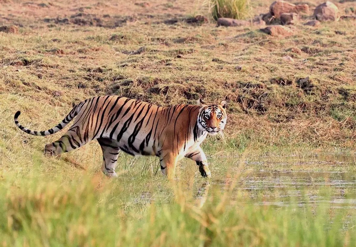Tadoba Andhari Tiger Reserve Maharashtra
